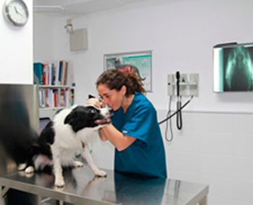 Clínica Veterinaria Versalles veterinaria revisando perro